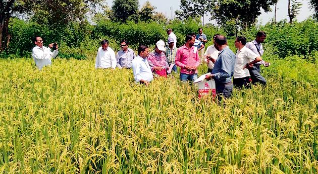 135 days of rice varieties have survived within 90 days | १३५ दिवसांचे धानाचे वाण ९० दिवसांत निसवले 135 days of rice varieties have survived within 90 days | १३५ दिवसांचे धानाचे वाण ९० दिवसांत निसवले