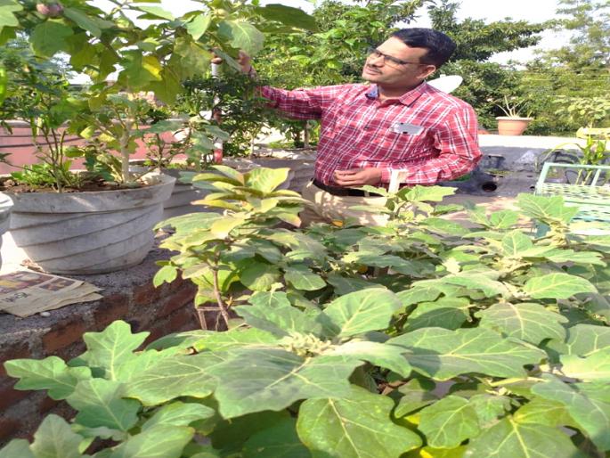 Mustache; The garden of leafy vegetables spread on the roof by Awalia in Solapur | आश्यर्चम्; सोलापुरातील अवलियाने छतावर फुलवली पालेभाज्यांची बाग Mustache; The garden of leafy vegetables spread on the roof by Awalia in Solapur | आश्यर्चम्; सोलापुरातील अवलियाने छतावर फुलवली पालेभाज्यांची बाग