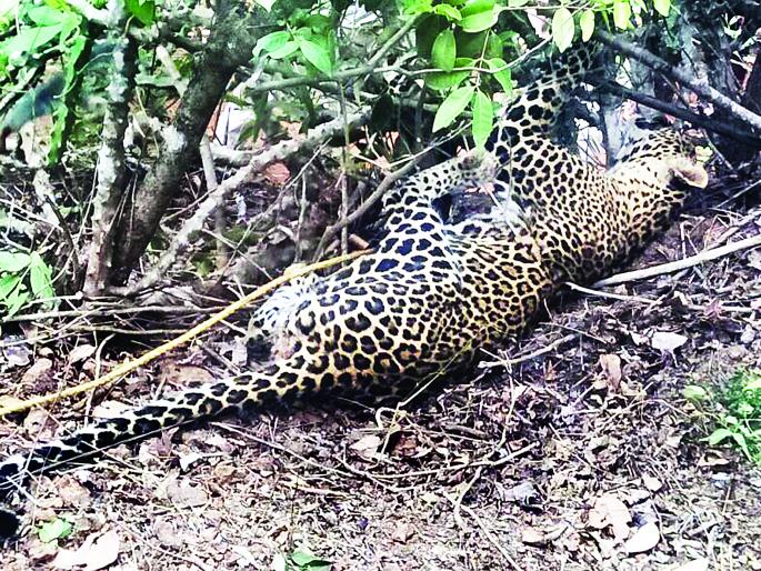 Ratnagiri: The girl lying on the water stuck in a leopard | रत्नागिरी : पाणी पिऊन निघालेली मादी बिबट्या अडकली फासकीत Ratnagiri: The girl lying on the water stuck in a leopard | रत्नागिरी : पाणी पिऊन निघालेली मादी बिबट्या अडकली फासकीत