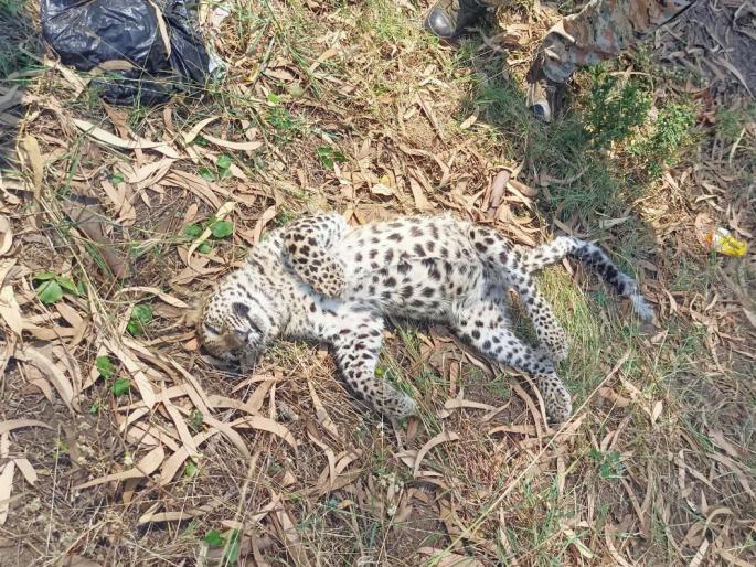 H. A. L. Death of a calf near the closed gate of the colony | एच. ए. एल. वसाहतीच्या बंद गेटजवळ बछड्याचा मृत्यू H. A. L. Death of a calf near the closed gate of the colony | एच. ए. एल. वसाहतीच्या बंद गेटजवळ बछड्याचा मृत्यू