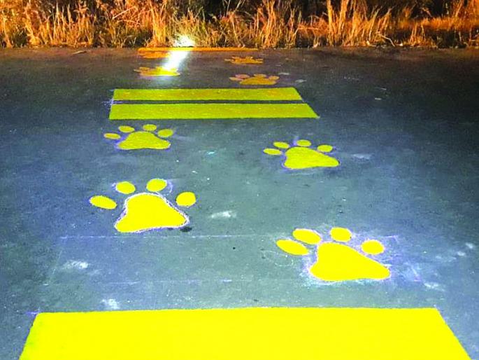 Tiger's pagmark will 'Break' the vehicle' in Dnyananganga Abhayaranya | ‘ज्ञानगंगा’त वाघाचे पदचिन्ह लावणार वाहनाच्या वेगाला ‘ब्रेक’ Tiger's pagmark will 'Break' the vehicle' in Dnyananganga Abhayaranya | ‘ज्ञानगंगा’त वाघाचे पदचिन्ह लावणार वाहनाच्या वेगाला ‘ब्रेक’