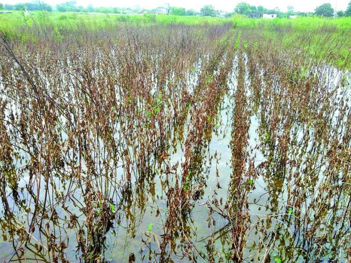Return rainfall ; huge damage of crops in Buldhana district | परतीच्या पावसाचा फटका; हातातोंडाशी आलेला घास हिरावला! Return rainfall ; huge damage of crops in Buldhana district | परतीच्या पावसाचा फटका; हातातोंडाशी आलेला घास हिरावला!