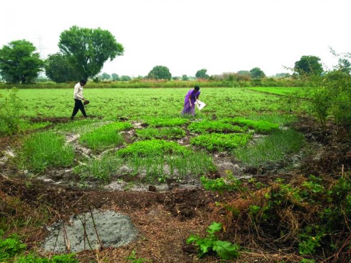 Dnyaneshwari, Mauli Savings Groups creat Garden in Buldhana | ज्ञानेश्वरी, माऊली बचत गटांनी फुलवली परसबाग! Dnyaneshwari, Mauli Savings Groups creat Garden in Buldhana | ज्ञानेश्वरी, माऊली बचत गटांनी फुलवली परसबाग!