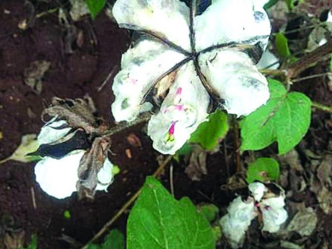 Rain ¨pour water on farmers' hopes! |  पावसाने फेरले शेतकऱ्यांच्या आशेवर पाणी! Rain ¨pour water on farmers' hopes! |  पावसाने फेरले शेतकऱ्यांच्या आशेवर पाणी!