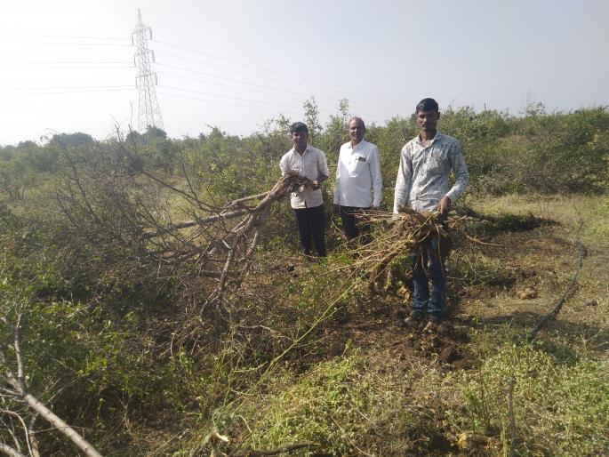 Ku-bone on three acres of pomegranate | तीन एकर डाळिंबबागेवर कु-हाड Ku-bone on three acres of pomegranate | तीन एकर डाळिंबबागेवर कु-हाड