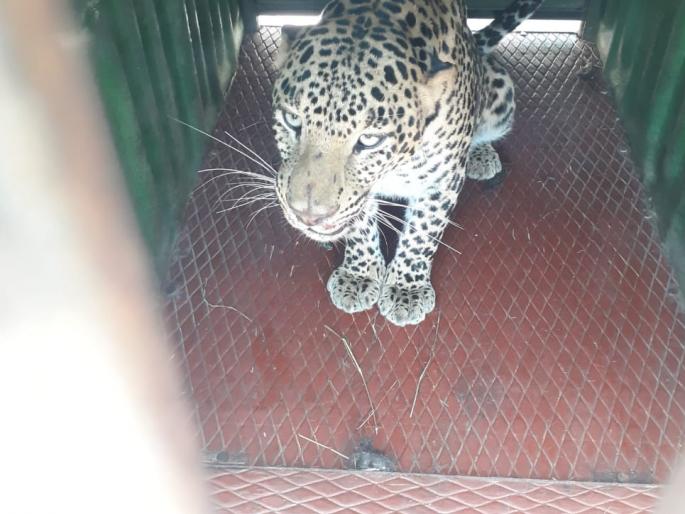  Lollipop in the red carpet | लालपाडीत बिबट्या जेरबंद