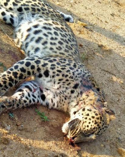 Leopard dies in wildlife clash in Chandrapur district | चंद्रपूर जिल्ह्यात वन्यप्राण्यांच्या झुंजीत बिबट्याचा मृत्यू Leopard dies in wildlife clash in Chandrapur district | चंद्रपूर जिल्ह्यात वन्यप्राण्यांच्या झुंजीत बिबट्याचा मृत्यू
