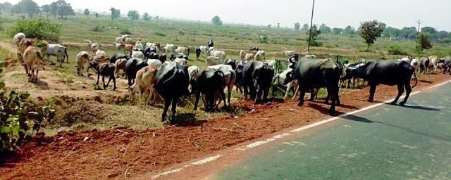 Due to encroachment, the area of pasture area decreased | अतिक्रमणामुळे चराईचे क्षेत्र घटले Due to encroachment, the area of pasture area decreased | अतिक्रमणामुळे चराईचे क्षेत्र घटले