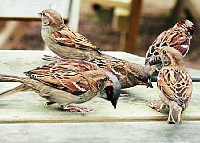 The animal is also fit for the temperature | पशु-पक्ष्यांनाही बसत आहे तापमानाच्या झळा The animal is also fit for the temperature | पशु-पक्ष्यांनाही बसत आहे तापमानाच्या झळा