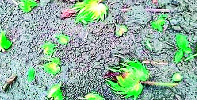 Insect infestation on flowering crops | फुलोऱ्यातील पिकांवर किडीचा प्रादुर्भाव Insect infestation on flowering crops | फुलोऱ्यातील पिकांवर किडीचा प्रादुर्भाव