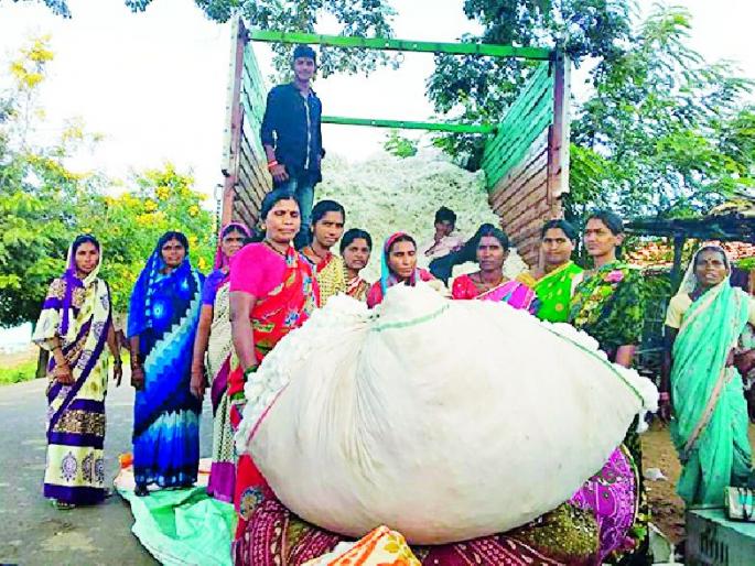 Women farmers will become cotton buyers | महिला शेतकरी होणार कापूस खरेदीदार Women farmers will become cotton buyers | महिला शेतकरी होणार कापूस खरेदीदार
