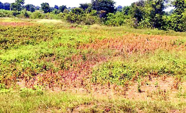 Hollow pods fall due to soybeans | पोकळ शेंगामुळे सोयाबीनची उतारी घटली Hollow pods fall due to soybeans | पोकळ शेंगामुळे सोयाबीनची उतारी घटली