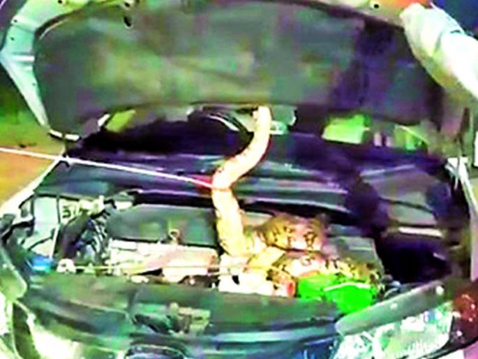The dragon crawled into the bonnet of the car | कारच्या बोनेटमध्ये शिरला अजगर The dragon crawled into the bonnet of the car | कारच्या बोनेटमध्ये शिरला अजगर