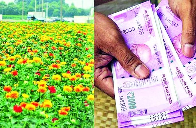 Farmers, sow safflower and get Rs. 2200 per acre | शेतकऱ्यांनो, करडई पेरा आणि एकरी २२०० रुपये मिळवा