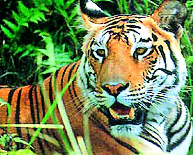 Human-Wildlife Conflict | बाभळीमुळे मानव-वन्यजीव संघर्ष Human-Wildlife Conflict | बाभळीमुळे मानव-वन्यजीव संघर्ष