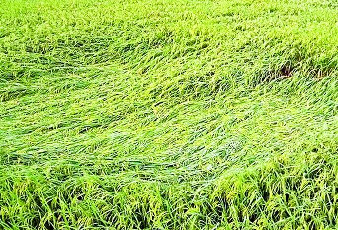 The return of the rain Lost enjoy Diwali | परतीच्या पावसाने हिरावला दिवाळीचा आनंद The return of the rain Lost enjoy Diwali | परतीच्या पावसाने हिरावला दिवाळीचा आनंद