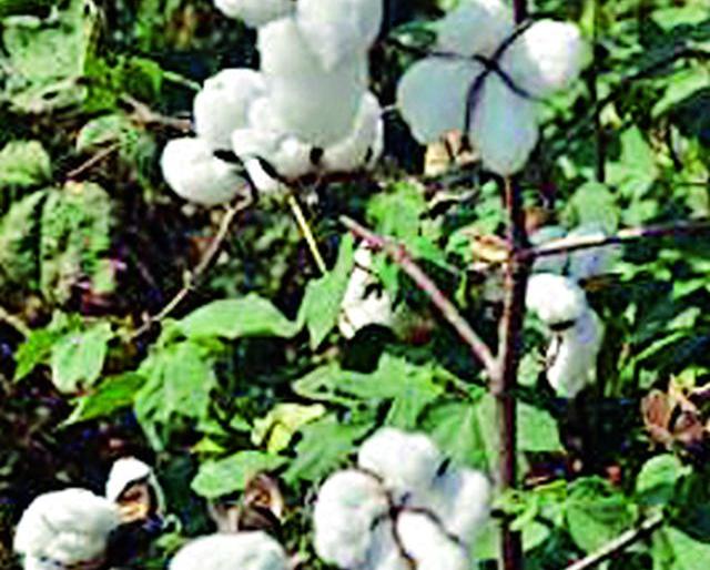 Due to collaboration with cooperative yarn binding | सहकारी सूतगिरणी उभारणीतील अडथळे संपुष्टात Due to collaboration with cooperative yarn binding | सहकारी सूतगिरणी उभारणीतील अडथळे संपुष्टात