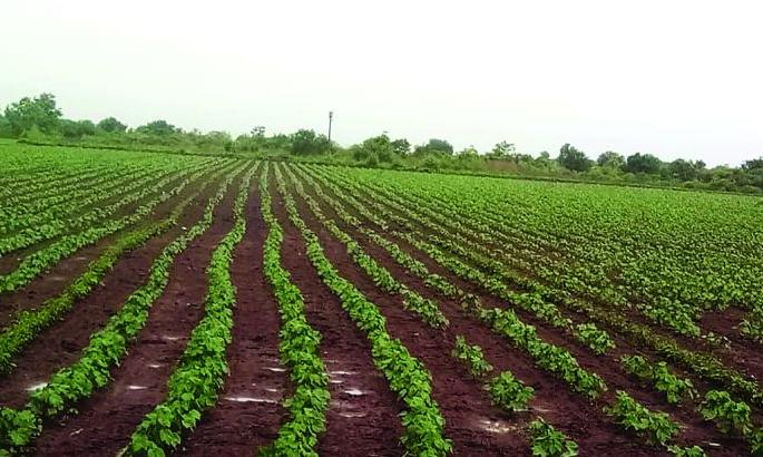 'Batting' of rain; Life for the crops! | पावसाची ‘बॅटिंंग’; पिकांना जीवनदान! 'Batting' of rain; Life for the crops! | पावसाची ‘बॅटिंंग’; पिकांना जीवनदान!