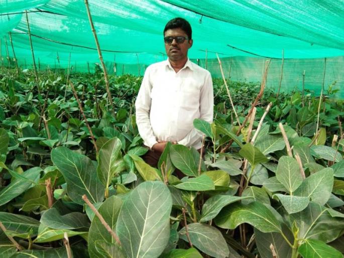 The creation of 30 thousand Vada seedlings, called 'Rakshu Nature Nature ...' | ‘रक्षु निसर्ग सृष्टी...’ म्हणत केली ३० हजार वडाच्या रोपांची निर्मिती