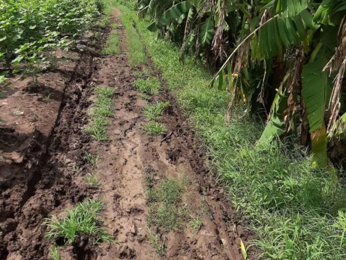 Plight of farm roads in Anturli area | अंतुर्ली परिसरातील शेत शिवाराच्या रस्त्यांची दुर्दशा