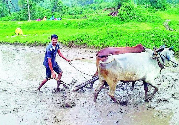 Accelerate the work of paddy planting in the district | जिल्ह्यात धान रोवणीच्या कामास वेग