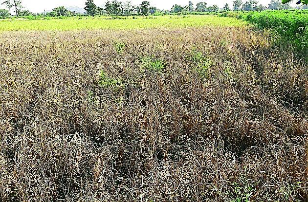 Extreme reduction in paddy production | धान उत्पादनात प्रचंड घट Extreme reduction in paddy production | धान उत्पादनात प्रचंड घट