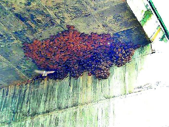 In the clay nest, Lakshmi birds have fallen in the world | मातीच्या घरट्यात लक्ष्मी पक्ष्यांनी थाटला संसार In the clay nest, Lakshmi birds have fallen in the world | मातीच्या घरट्यात लक्ष्मी पक्ष्यांनी थाटला संसार