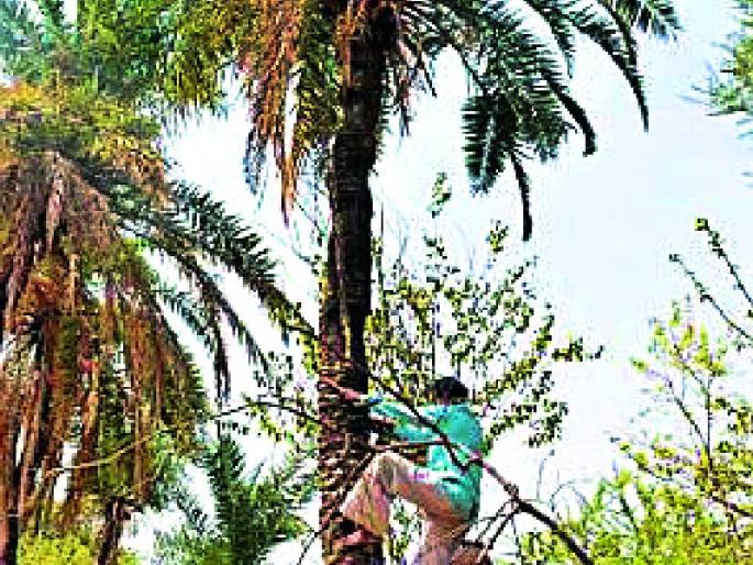 Ban on Sindhi juice at Vairagarh | सिंधीचा रस काढण्यास वैरागड येथे बंदी