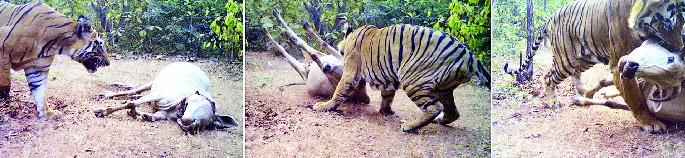 Armori taluka once again in the dam with the help of lessee Wagah | पट्टेदार वाघाच्या दहशतीने पुन्हा हादरला आरमोरी तालुका