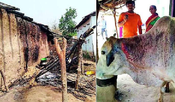 Injured in house fire due to fire | घराला आग लागल्याने बैलजोडी जखमी