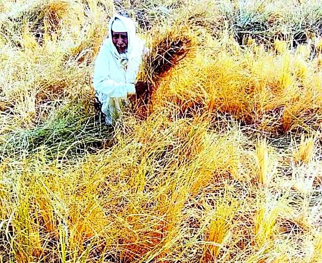 Danaa was lost due to lack of rain | पावसाअभावी धानाचे झाले तणीस