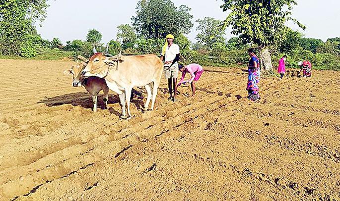 Groundnut crop will be cultivated in 231.80 hectares area in Armeri taluka | आरमाेरी तालुक्यात २३१.८० हेक्टर क्षेत्रात हाेणार भुईमूग पिकाची लागवड Groundnut crop will be cultivated in 231.80 hectares area in Armeri taluka | आरमाेरी तालुक्यात २३१.८० हेक्टर क्षेत्रात हाेणार भुईमूग पिकाची लागवड