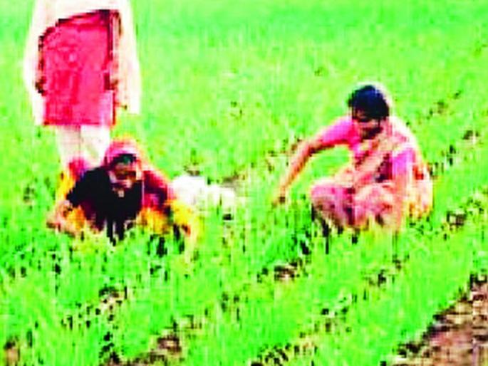 Crop competition from administration to increase farmers' production | शेतकऱ्यांचे उत्पादन वाढविण्यासाठी प्रशासनाकडून पीकस्पर्धा Crop competition from administration to increase farmers' production | शेतकऱ्यांचे उत्पादन वाढविण्यासाठी प्रशासनाकडून पीकस्पर्धा