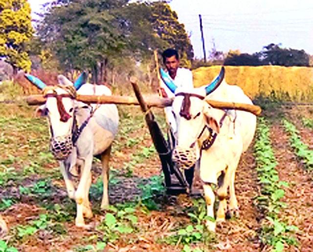 Thousands of farmers awaiting debt relief | कर्जमाफीच्या प्रतीक्षेत हजारो शेतकरी Thousands of farmers awaiting debt relief | कर्जमाफीच्या प्रतीक्षेत हजारो शेतकरी