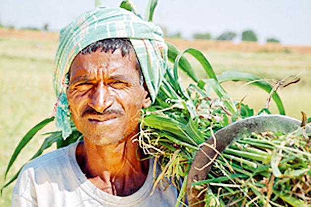 paika-vaimayaanae-vaadhavailae-karsai-vaibhaagaacae-taensana | पीक विम्याने वाढविले कृषी विभागाचे टेंशन