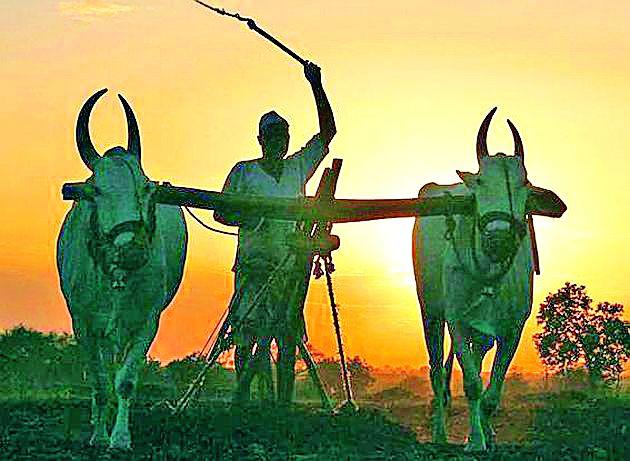 Farmer confusion with the announcement of Chief Minister | मुख्यमंत्र्यांच्या घोषणेने शेतकरी संभ्रमात Farmer confusion with the announcement of Chief Minister | मुख्यमंत्र्यांच्या घोषणेने शेतकरी संभ्रमात