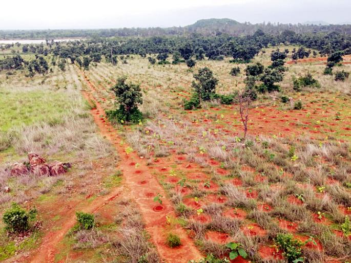 kaalavaitaansaathai-karadanakaala-tharataoya-vanavaibhaaga | काळविटांसाठी कर्दनकाळ ठरतोय वनविभाग kaalavaitaansaathai-karadanakaala-tharataoya-vanavaibhaaga | काळविटांसाठी कर्दनकाळ ठरतोय वनविभाग