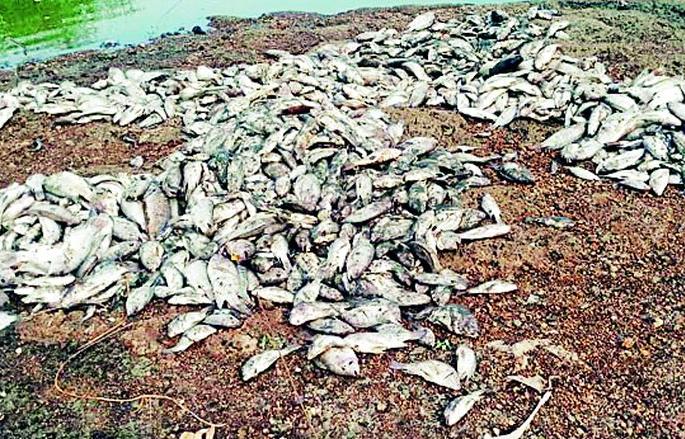 Thousands of fish in the lake die | तलावातील हजारो माशांचा मृत्यू