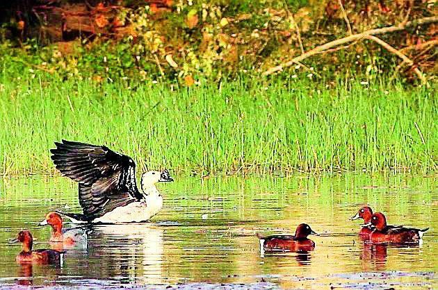 Reservoir culture for bird protection | पक्षी संरक्षणासाठी जलाशय संवर्धन Reservoir culture for bird protection | पक्षी संरक्षणासाठी जलाशय संवर्धन