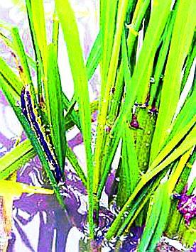 Kidnapping in 181 hectare on Kharif crops | खरीप पिकांवर १८१ हेक्टरमध्ये कीडरोग