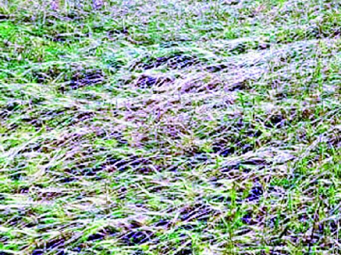 Loss of crop crores, however help zero | पीकहानी कोट्यवधीची मदत मात्र शून्य