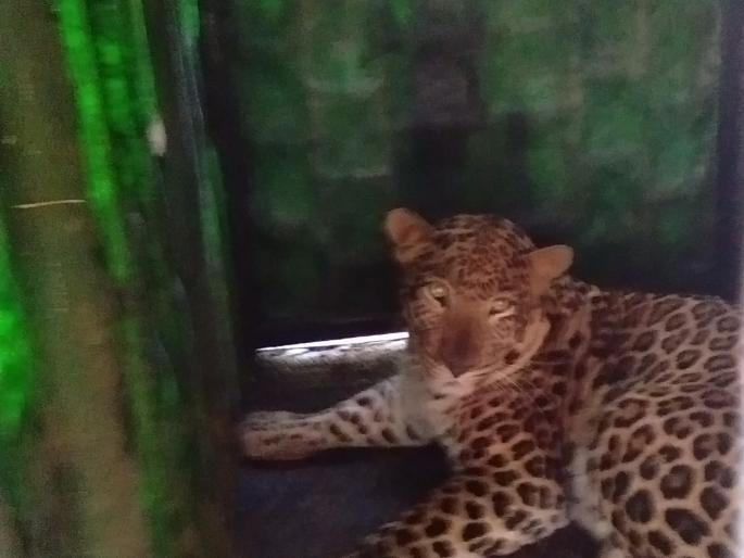  Leopard gondes in Dumlaya, leopard cages - Martingale | बिबट्या गोंदे दुमाल्यात बिबट्या पिंज-यात जेरबंद