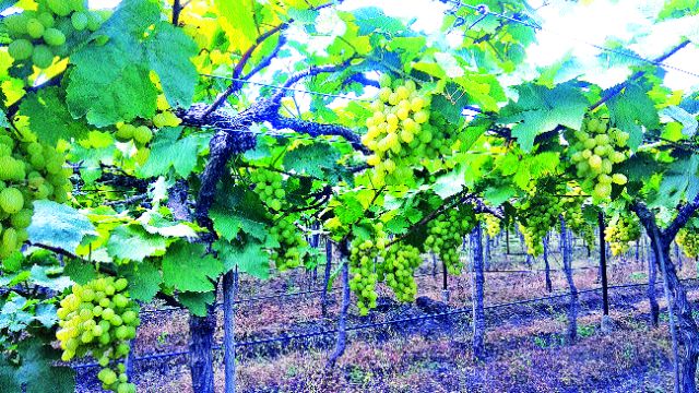 Changing grapes in a changing environment | बदलत्या वातावरणाचा द्राक्षांना फटका