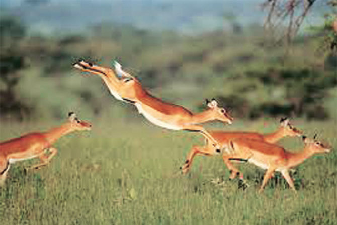 The rains brought relief to the deer | अवकाळी पावसाने हरिणांना दिलासा The rains brought relief to the deer | अवकाळी पावसाने हरिणांना दिलासा