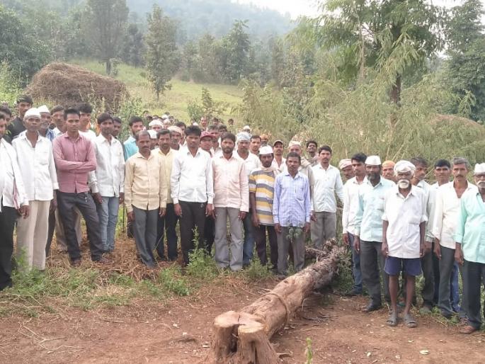 The villagers sit near the felled trees | तोडलेल्या झाडांजवळ ग्रामस्थांनी मांडला ठिय्या