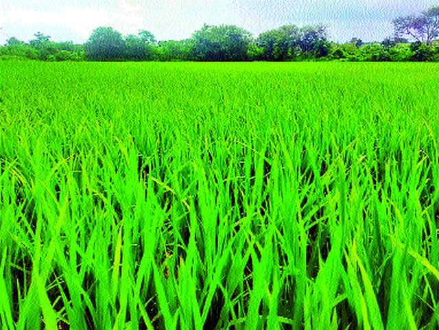 Rainfed rice crop benefits | पावसाचा भात पिकाला फायदा Rainfed rice crop benefits | पावसाचा भात पिकाला फायदा