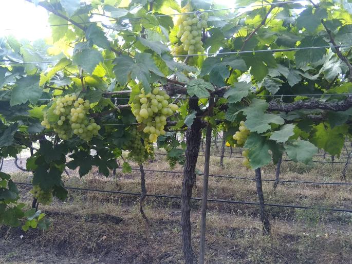 Changing grapes in a changing environment | बदलत्या वातावरणाचा द्राक्षांना फटका Changing grapes in a changing environment | बदलत्या वातावरणाचा द्राक्षांना फटका