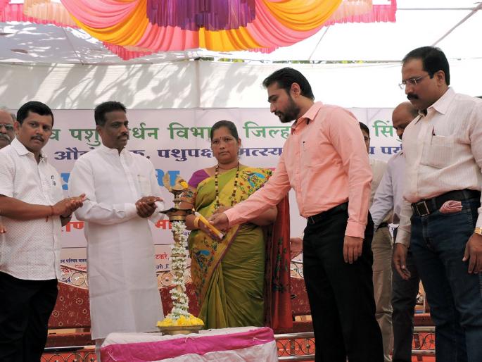 Sindhudurg Kajudh Tea, Uday Chaudhary urged: Kajal Council | सिंधुदुर्ग काजूप्रधान करा, उदय चौधरी यांचे आवाहन : कुडाळ येथील सिंधु महोत्सवात काजू परिषद