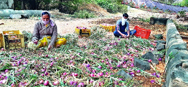 An economic blow to onion growers | कांदा उत्पादकांना आर्थिक फटका An economic blow to onion growers | कांदा उत्पादकांना आर्थिक फटका