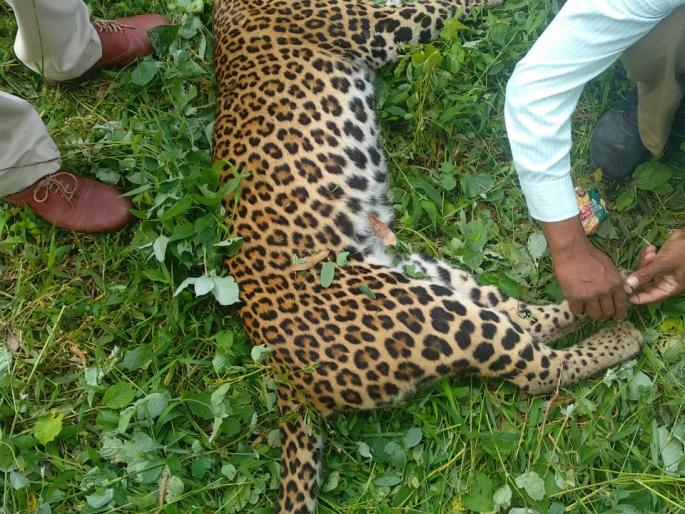 Leopard killed in Kedarwadi highway accident | केदारवाडीत महामार्गावर अपघातात बिबट्या ठार Leopard killed in Kedarwadi highway accident | केदारवाडीत महामार्गावर अपघातात बिबट्या ठार